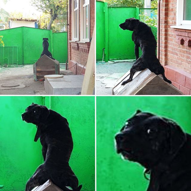 Чим займаються домашні улюбленці, коли ніхто не бачить - фото 356946