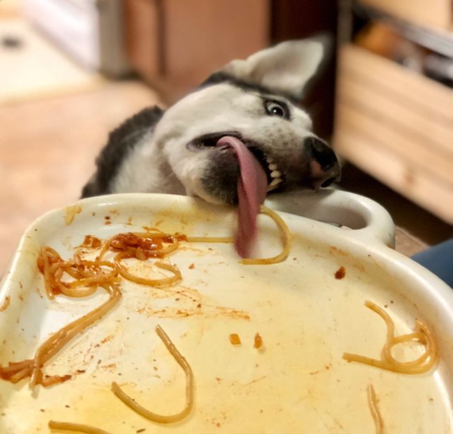 Чим займаються домашні улюбленці, коли ніхто не бачить - фото 356947