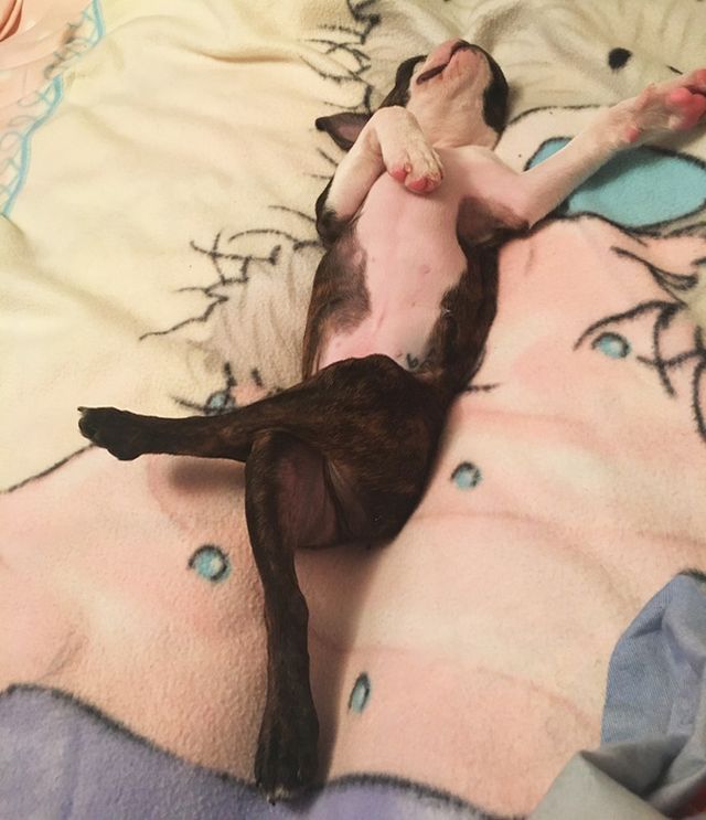 Чим займаються домашні улюбленці, коли ніхто не бачить - фото 356949