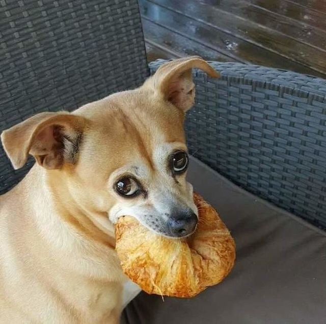 Чим займаються домашні улюбленці, коли ніхто не бачить - фото 356950