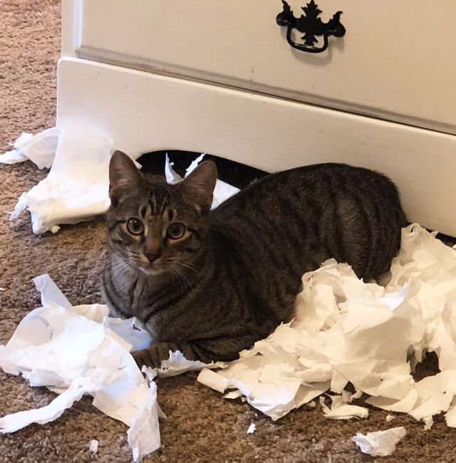 Чим займаються домашні улюбленці, коли ніхто не бачить - фото 356952