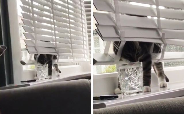 Чим займаються домашні улюбленці, коли ніхто не бачить - фото 356954