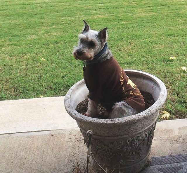 Чим займаються домашні улюбленці, коли ніхто не бачить - фото 356955