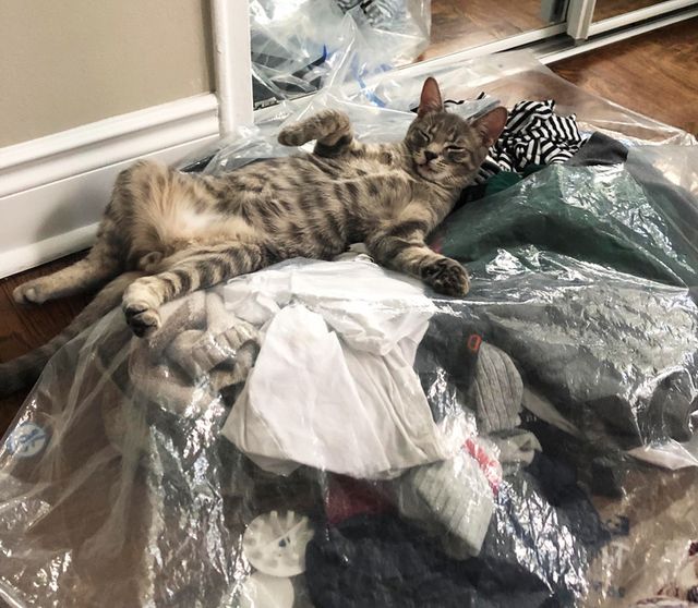 Чим займаються домашні улюбленці, коли ніхто не бачить - фото 356956