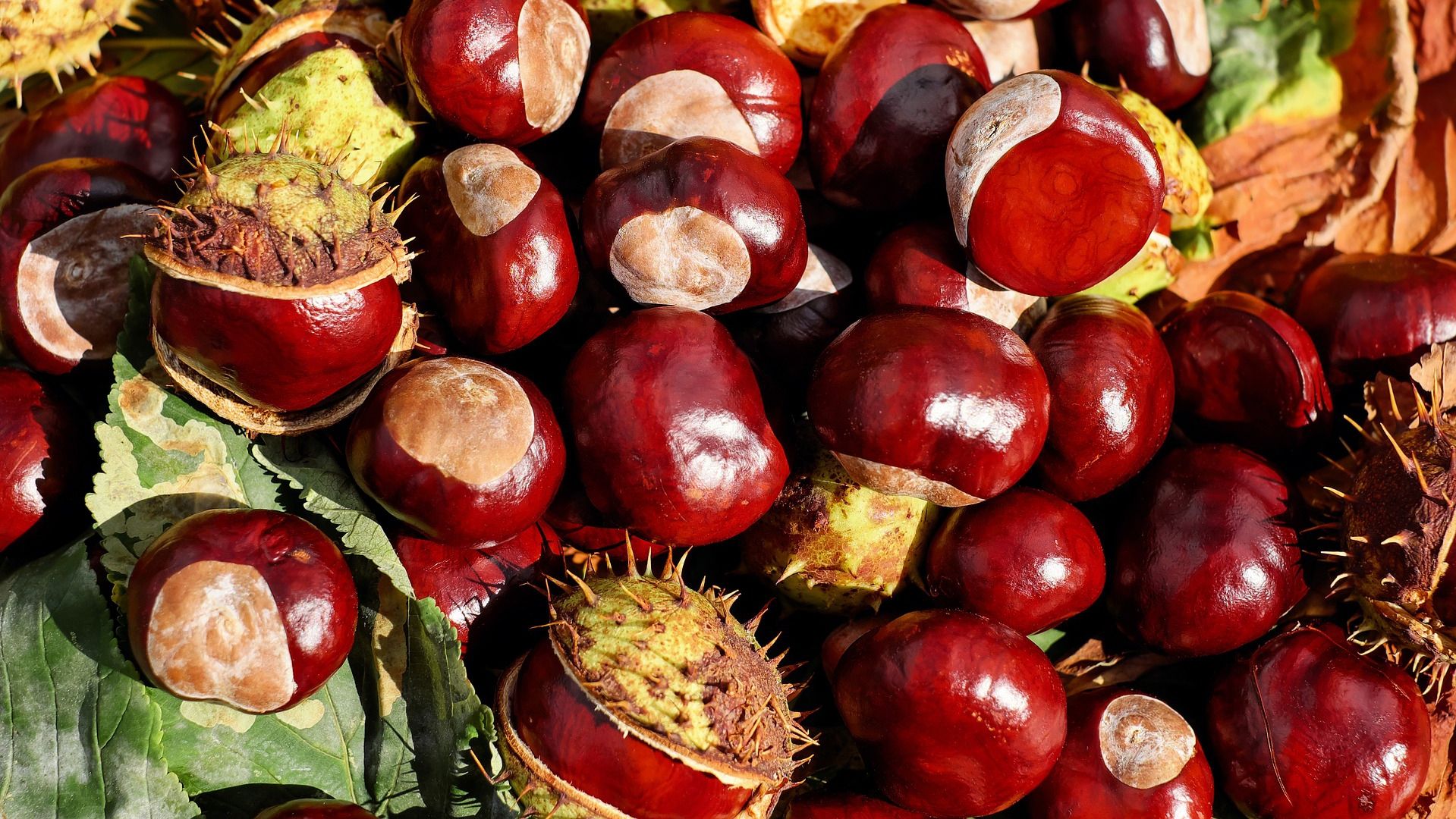 Збираєте і приносьте в пункт прийому: як українці можуть заробити на каштанах - фото 1