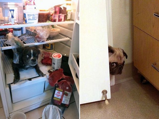 Собаки-розбишаки, які провинились: кумедні фото - фото 357610