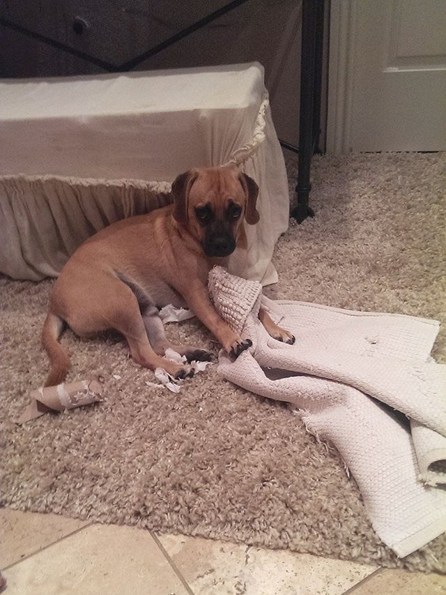 Собаки-розбишаки, які провинились: кумедні фото - фото 357611