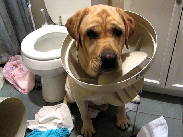 Собаки-розбишаки, які провинились: кумедні фото - фото 357614