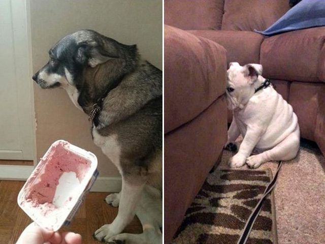 Собаки-розбишаки, які провинились: кумедні фото - фото 357618