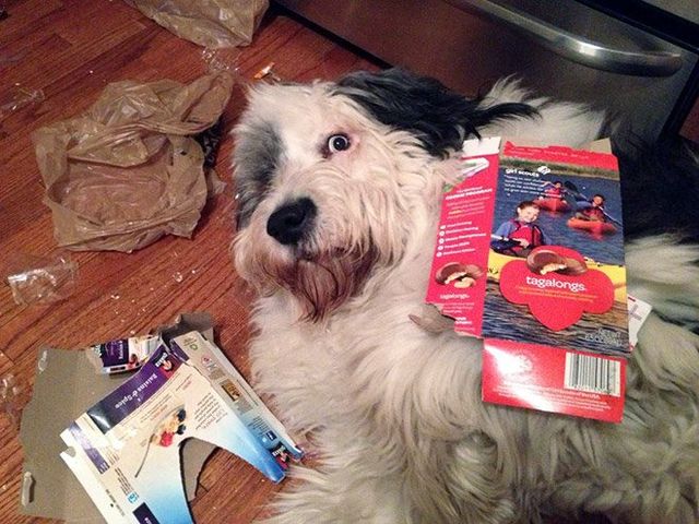 Собаки-розбишаки, які провинились: кумедні фото - фото 357623