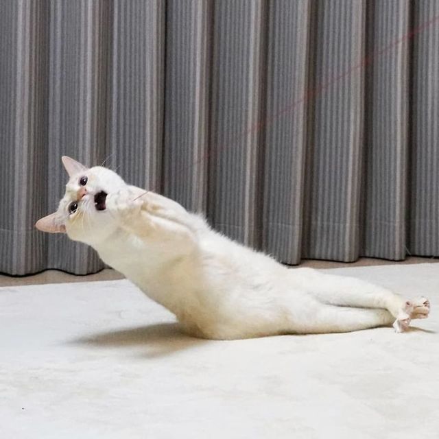 Гуру танців: кішка з Японії стала зіркою мережі (фото) - фото 357849