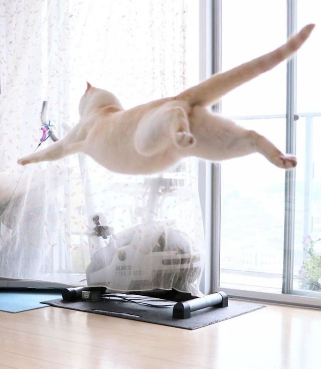 Гуру танців: кішка з Японії стала зіркою мережі (фото) - фото 357852