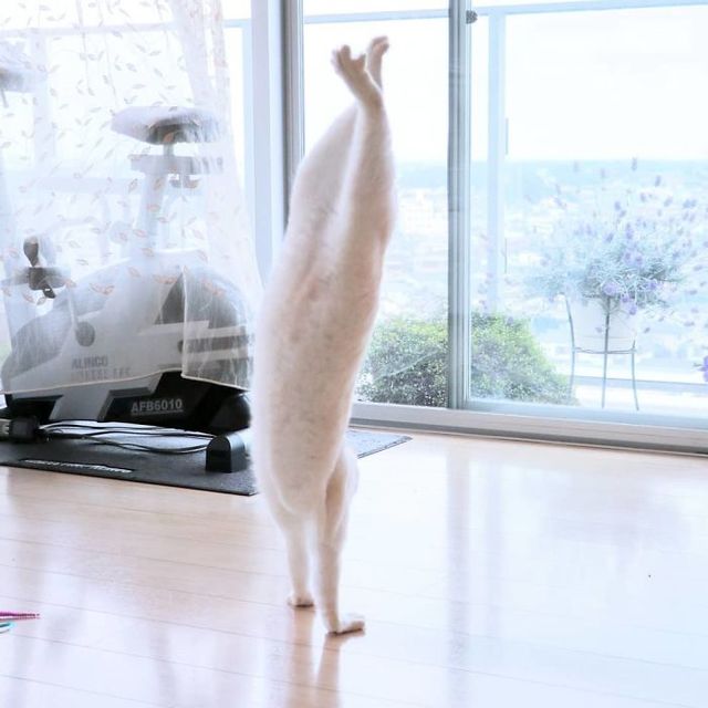 Гуру танців: кішка з Японії стала зіркою мережі (фото) - фото 357854