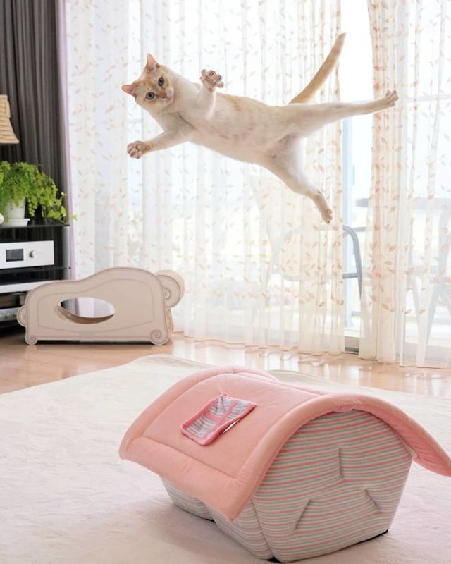 Гуру танців: кішка з Японії стала зіркою мережі (фото) - фото 357859