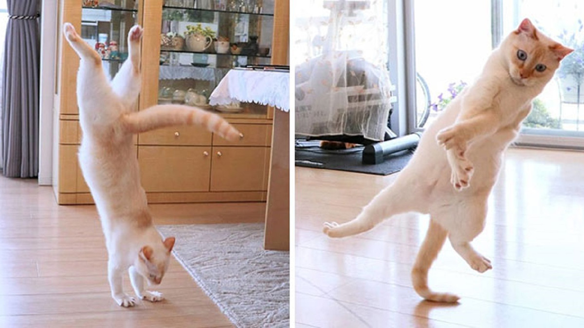 Кіт Чако танцює крутіше за хореографів - фото 1