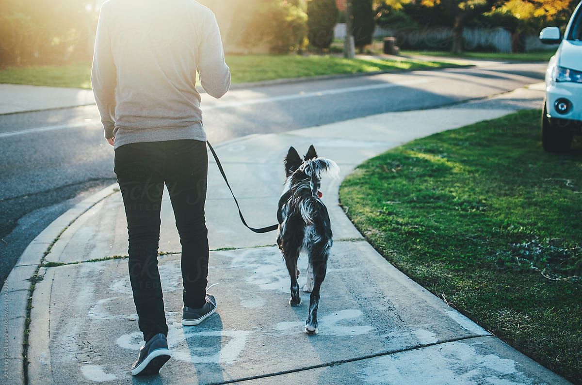 Собаки позитивно впливають на здоров'я - фото 1