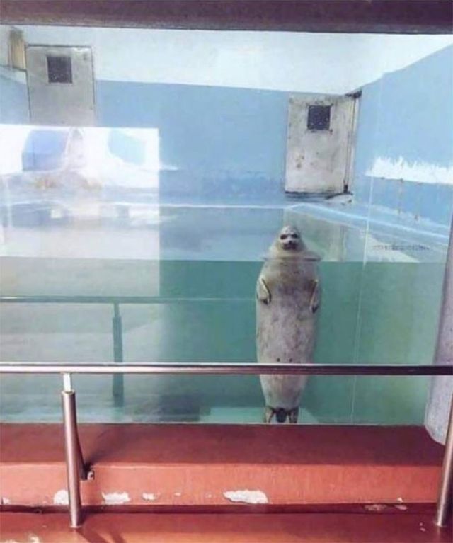 Animals With Powerful Auras - фото 358421