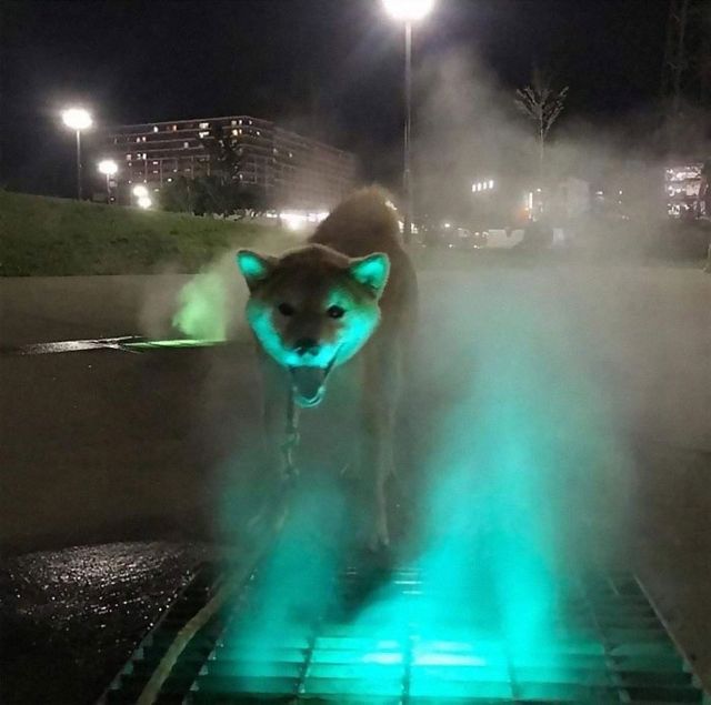 Animals With Powerful Auras - фото 358424