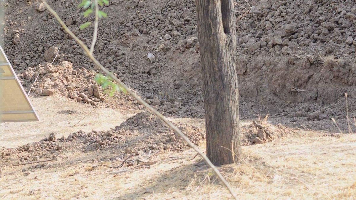 Користувачів мережі спантеличило фото з "невидимим леопардом"