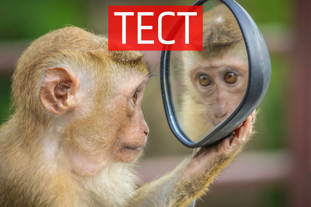 Тест: знаменитості, які схожі один на одного, наче близнюки - фото 1