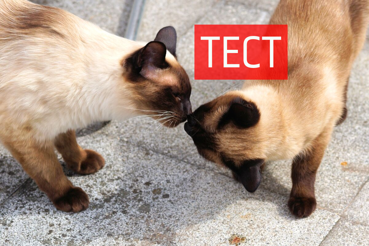 ТЕСТ: Вгадай відомий фільм за поцілунком