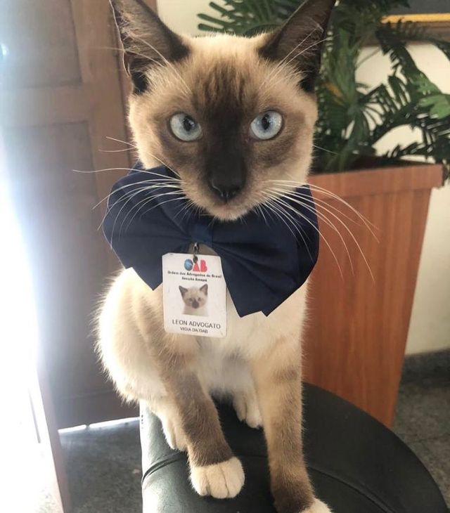 У Бразильській асоціації юристів працює пухнастий адвокат: фото - фото 358990