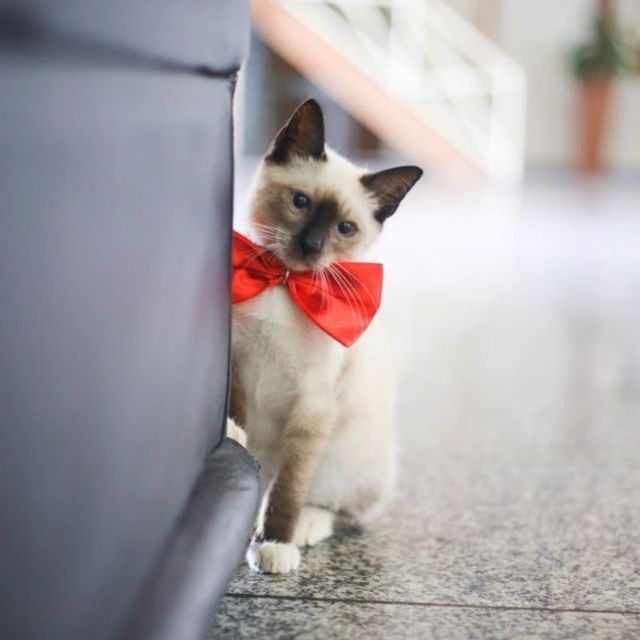 У Бразильській асоціації юристів працює пухнастий адвокат: фото - фото 358992