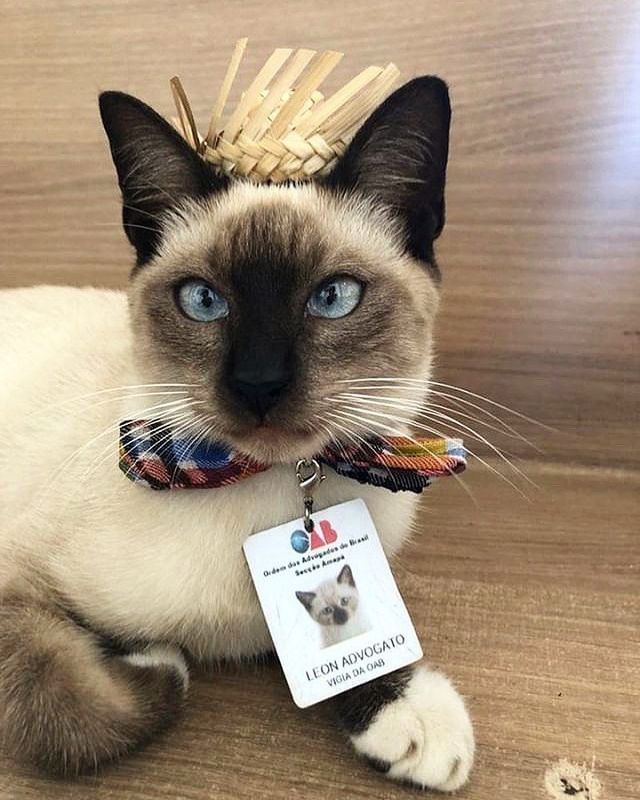 У Бразильській асоціації юристів працює пухнастий адвокат: фото - фото 358994