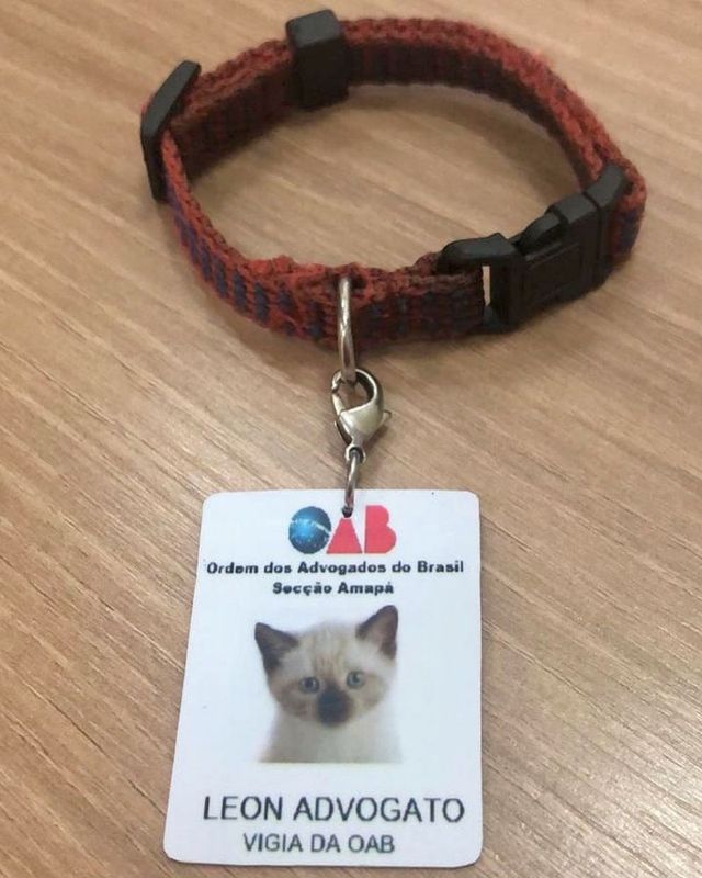 У Бразильській асоціації юристів працює пухнастий адвокат: фото - фото 358995