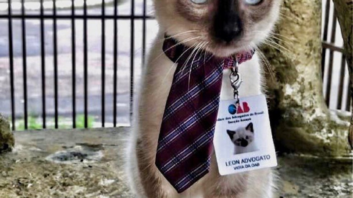 Кіт став офіційним юристом - фото 1