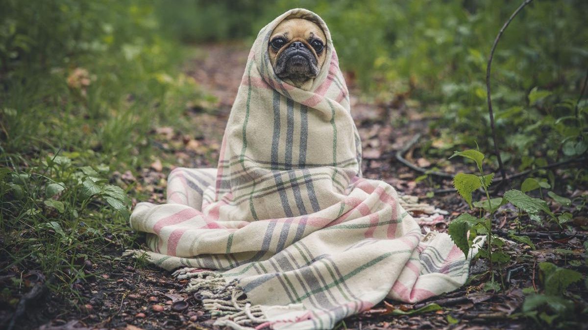 Розробники відомої гри найняли мопса, який буде озвучувати прибульців: веселе відео