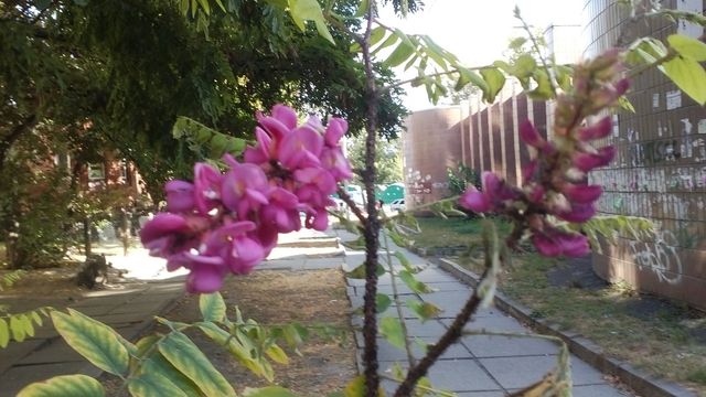 У Києві раптово зацвіли акації: теплі фото - фото 359162