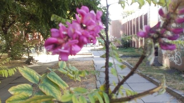 У Києві раптово зацвіли акації: теплі фото - фото 359163