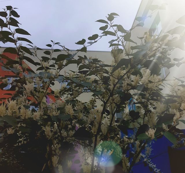 У Києві раптово зацвіли акації: теплі фото - фото 359164