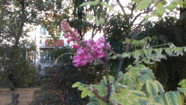 У Києві раптово зацвіли акації: теплі фото - фото 359165