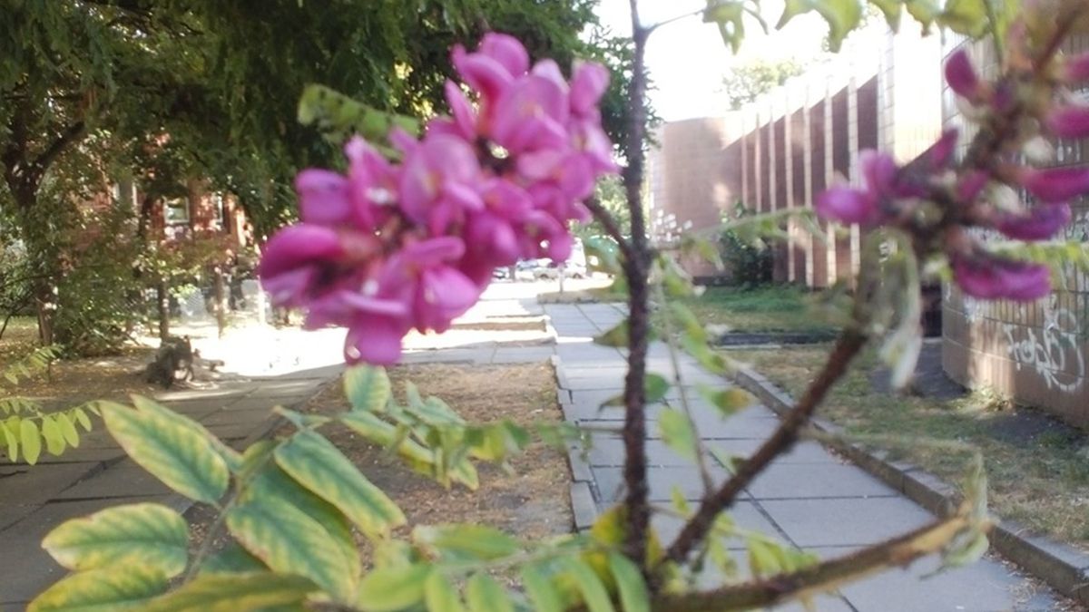 У Києві раптово зацвіли акації: теплі фото