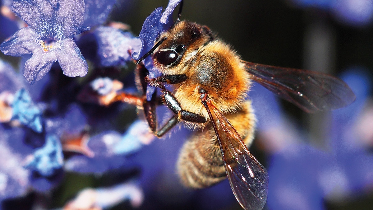 Поведінка бджіл дещо нагадує людську - фото 1