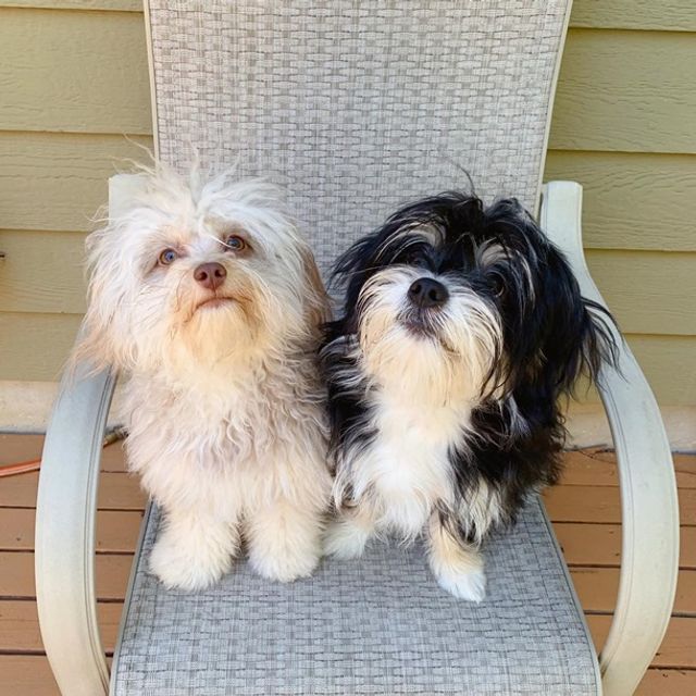 У мережі знайшли кумедного пса з 'людським обличчям' - фото 359551