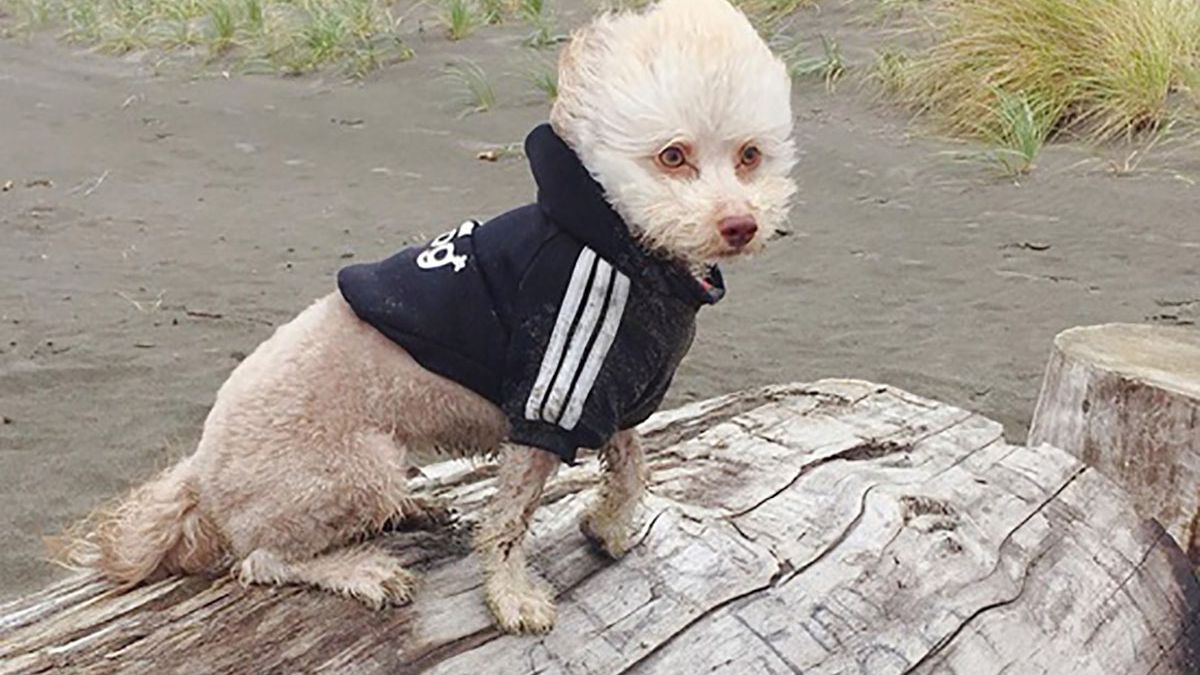 Смішний пес - фото 1