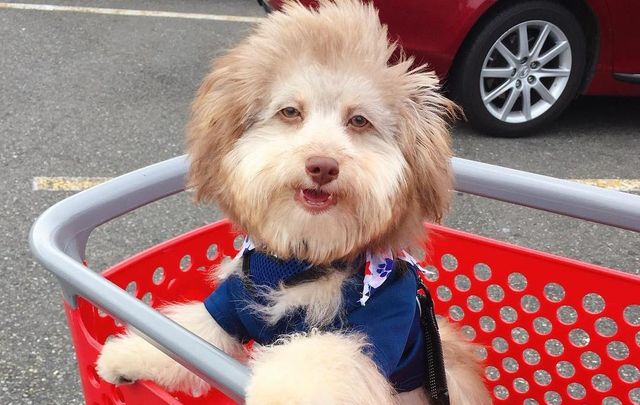 У мережі знайшли кумедного пса з 'людським обличчям' - фото 359553