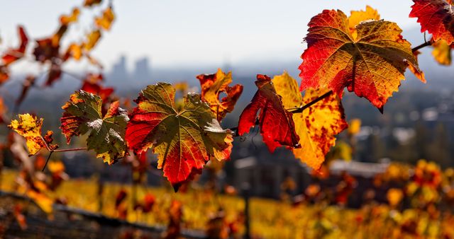 10 жовтня 2019 – яке сьогодні свято: традиції, заборони і прикмети - фото 359886