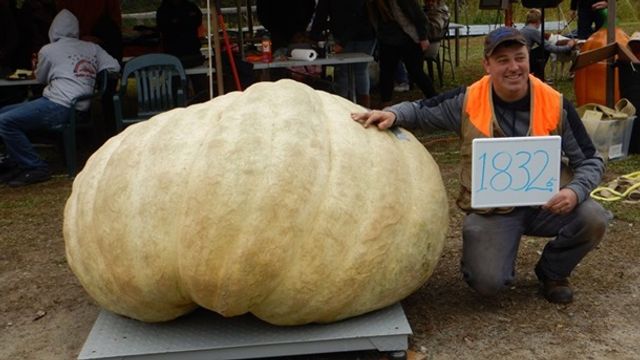 У США виростили гігантський гарбуз вагою в тонну - фото 360417