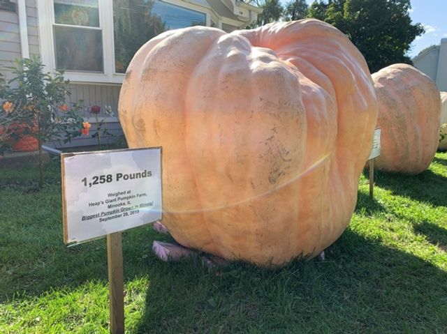 У США виростили гігантський гарбуз вагою в тонну - фото 360419