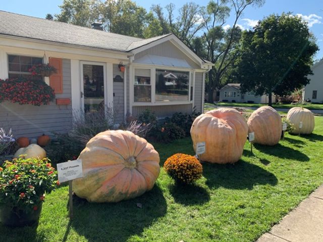 У США виростили гігантський гарбуз вагою в тонну - фото 360420