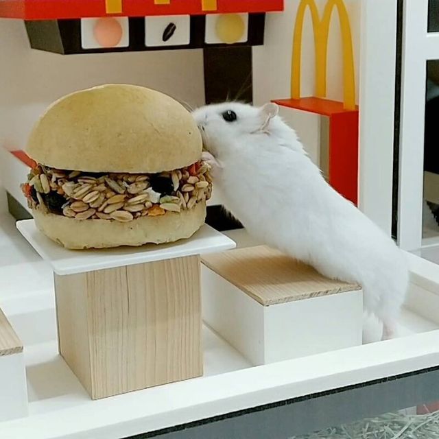 Корейці створюють елітні домівки для хом'яків, яким можна позаздрити: фото - фото 360515