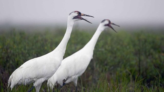 Журавлі- фото 361020
