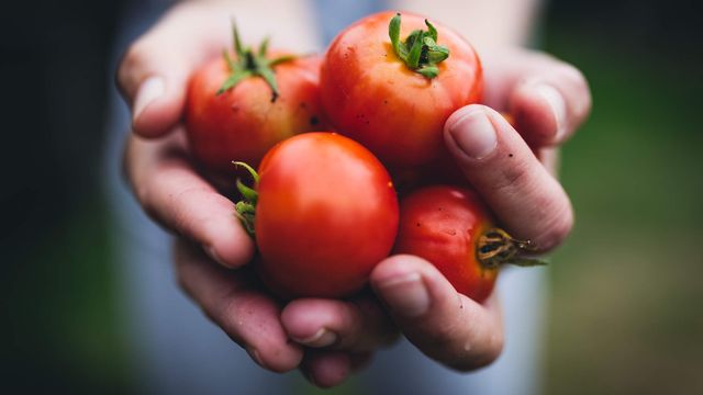 Томати у раціоні позитивно впливають на фертильність - фото 361277