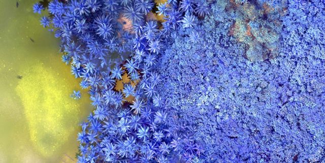 NASA показало, як виглядає Земля в інфрачервоному кольорі - фото 362302