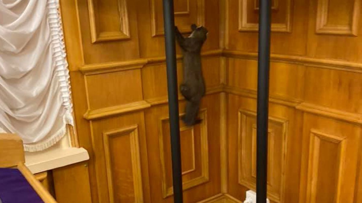 У стіни Верховної Ради проникла дика тварина: курйозне відео