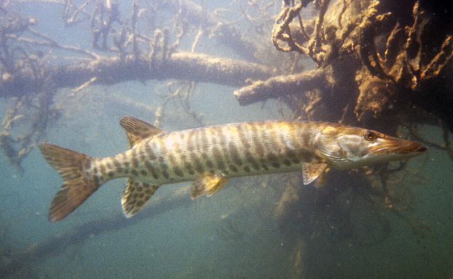 Рибалка зловив щуку, розміром з людину: фотофакт - фото 363815